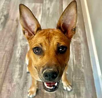 Photo of Ruby Doo