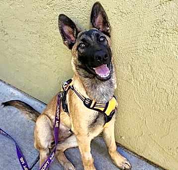 Photo of Millie aka Pup 2
