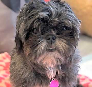 Photo of Wicket 