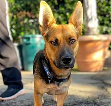 Photo of Whiskey