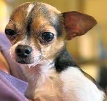 Photo of Harvey