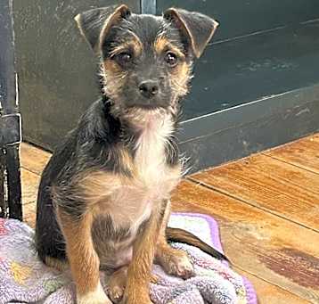 Photo of Bert