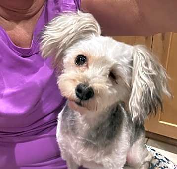 Photo of Willow