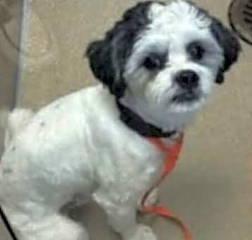 Photo of Bandit