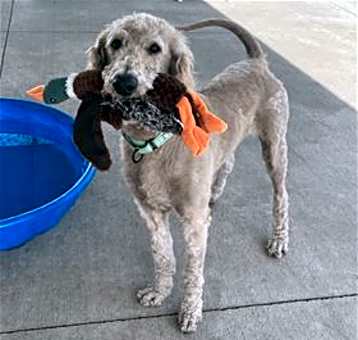 Photo of Goose