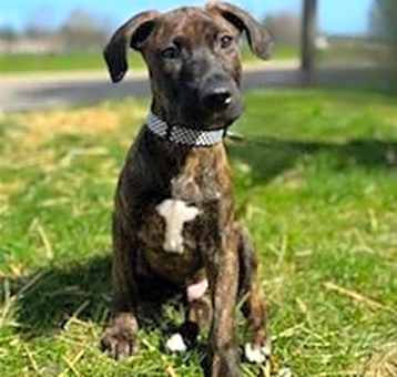 Photo of Trigger