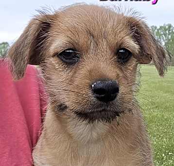 Photo of Barnaby