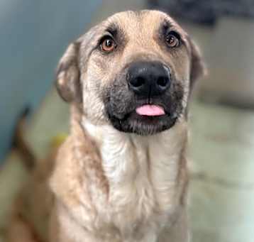 Photo of Piper