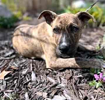 Photo of Wrangler