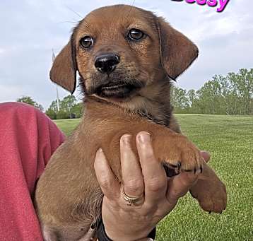 Photo of Bessy