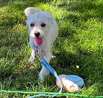 Photo of JAX 10 LB PUPPY 4-5 MOS   FOSTERED IN NJ