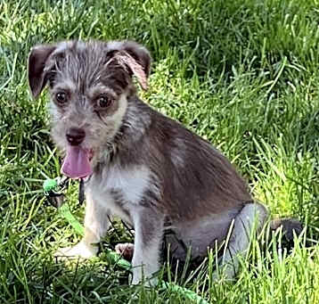 Photo of JAYLA 11 LB PUPPY   4-5  MOS   FOSTERED IN NJ