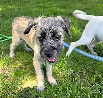 Photo of JANELLE  11 LB PUPPY   4-5 MOS   FOSTERED IN NJ