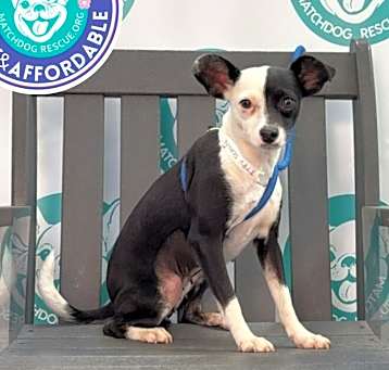 Photo of NIYA  11 LBS  1 YR    SPRING SPOTLIGHT $195   ARRIVING MAY 17TH