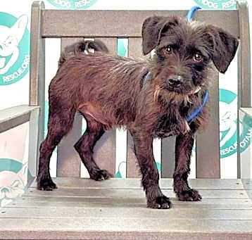 Photo of ATLAS  15 LBS  1 YR  ARRIVING MAY 17TH