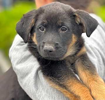 Photo of Dulce