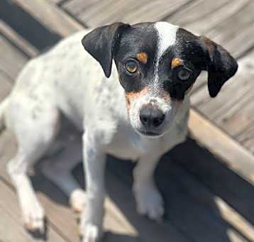 Photo of Rusty