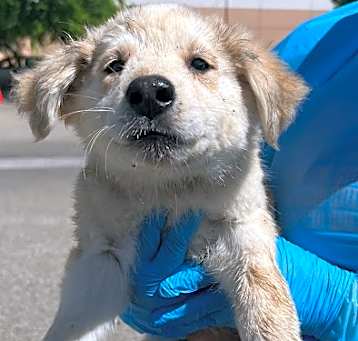 Photo of Junie