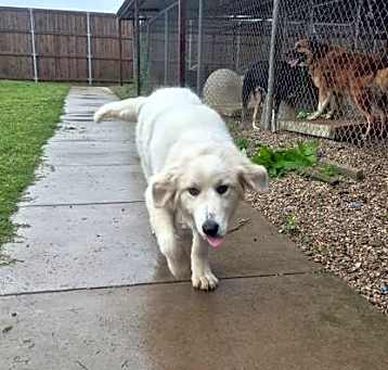 Photo of Sadie