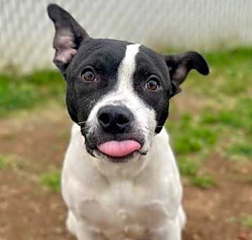 Photo of 88484 Buddy