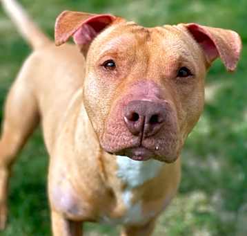 Photo of Blossom (was Paisley) 705633