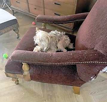 Photo of Buzz