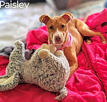 Photo of Paisley