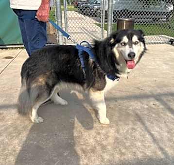 Photo of Duke