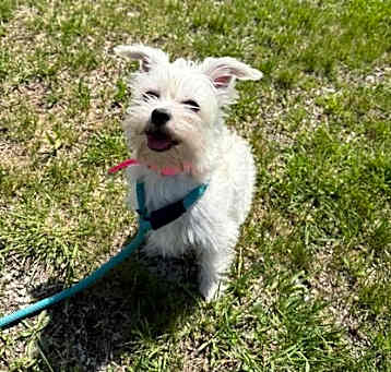 Photo of Trixie-Pixie