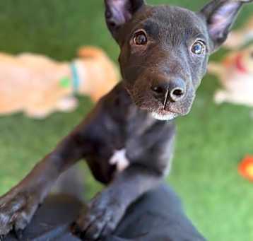 Photo of Piper