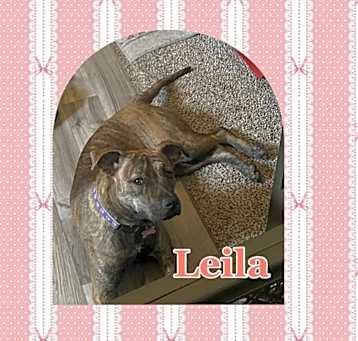 Photo of Leila