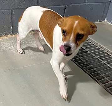 Photo of Spot