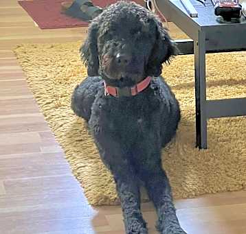 Photo of Chip