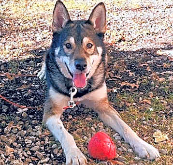 Photo of Koda (Kodiak)