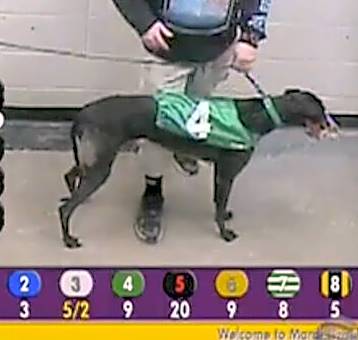 Photo of WW Himalaya (Buckley)