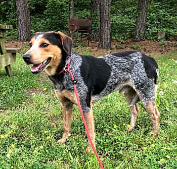 Photo of Maximus