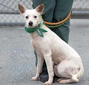 Photo of Dobby