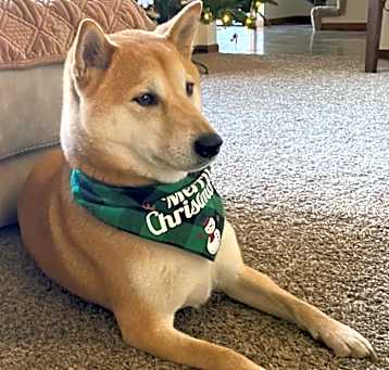Photo of Tintin