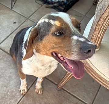 Photo of Buck