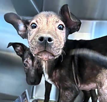 Photo of Raisin