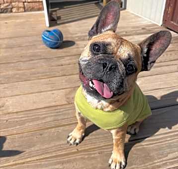 Photo of Porkchop