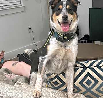 Photo of Kona
