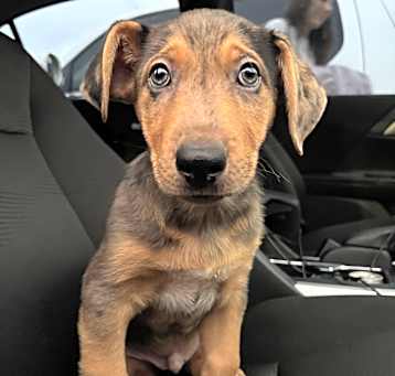 Photo of Maverick