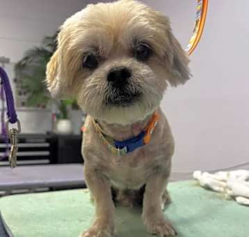 Photo of BUDDY