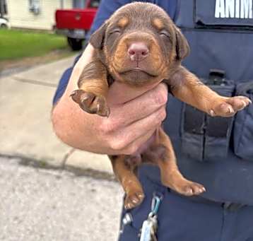 Photo of Puppies litter 2