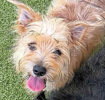 Photo of Zinnia