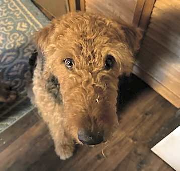 Photo of rosie