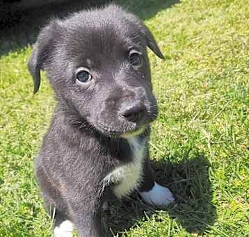 Photo of Daffodil