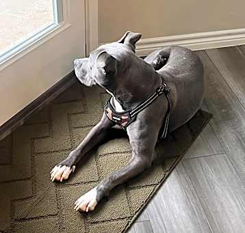 Photo of Jax