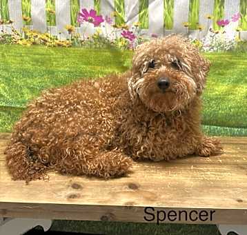 Photo of Spencer